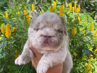 French Bulldog dogs John Snow - Ad 5