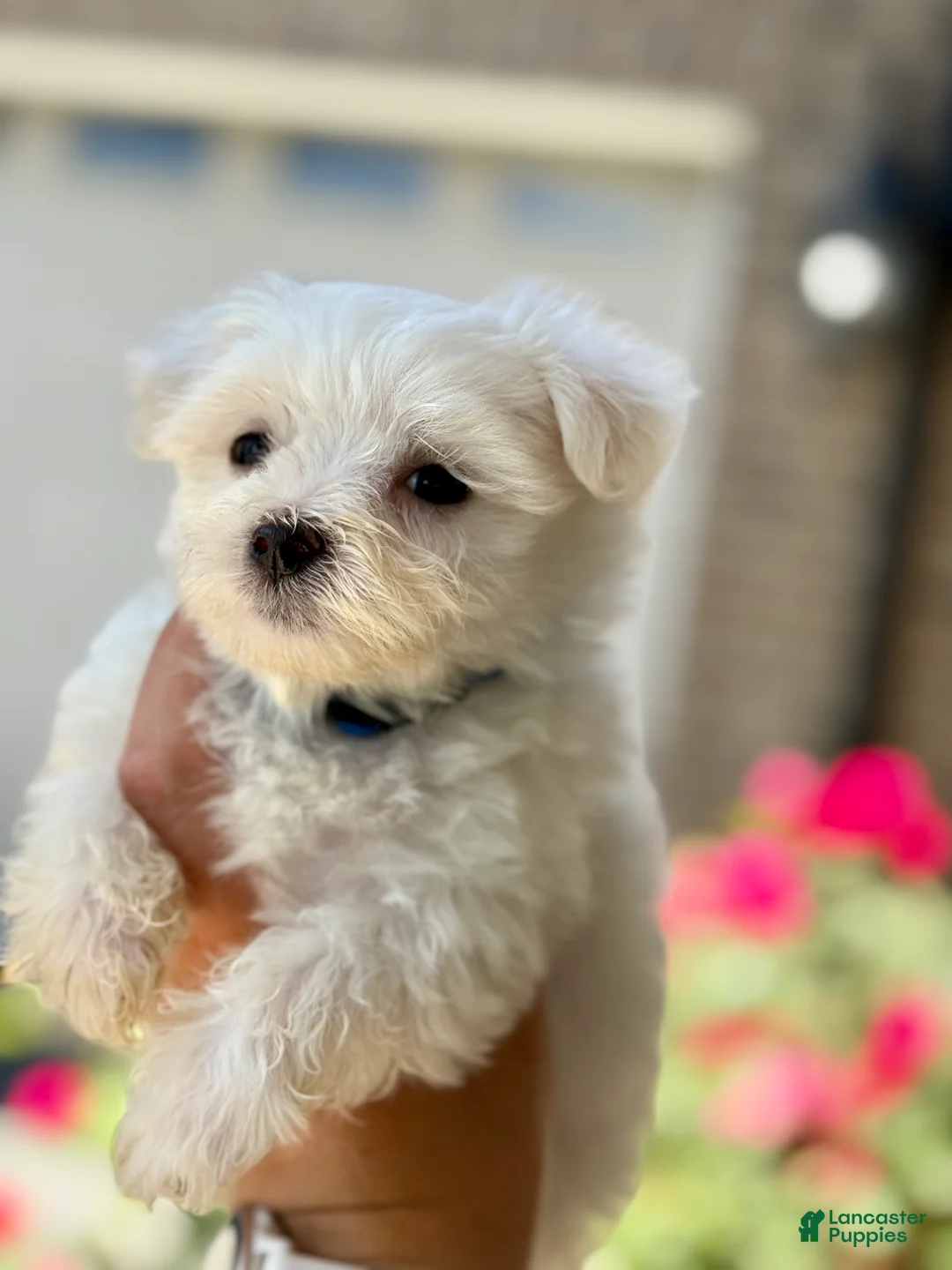 Maltese dogs for sale: Maltese 2 - Ad 2