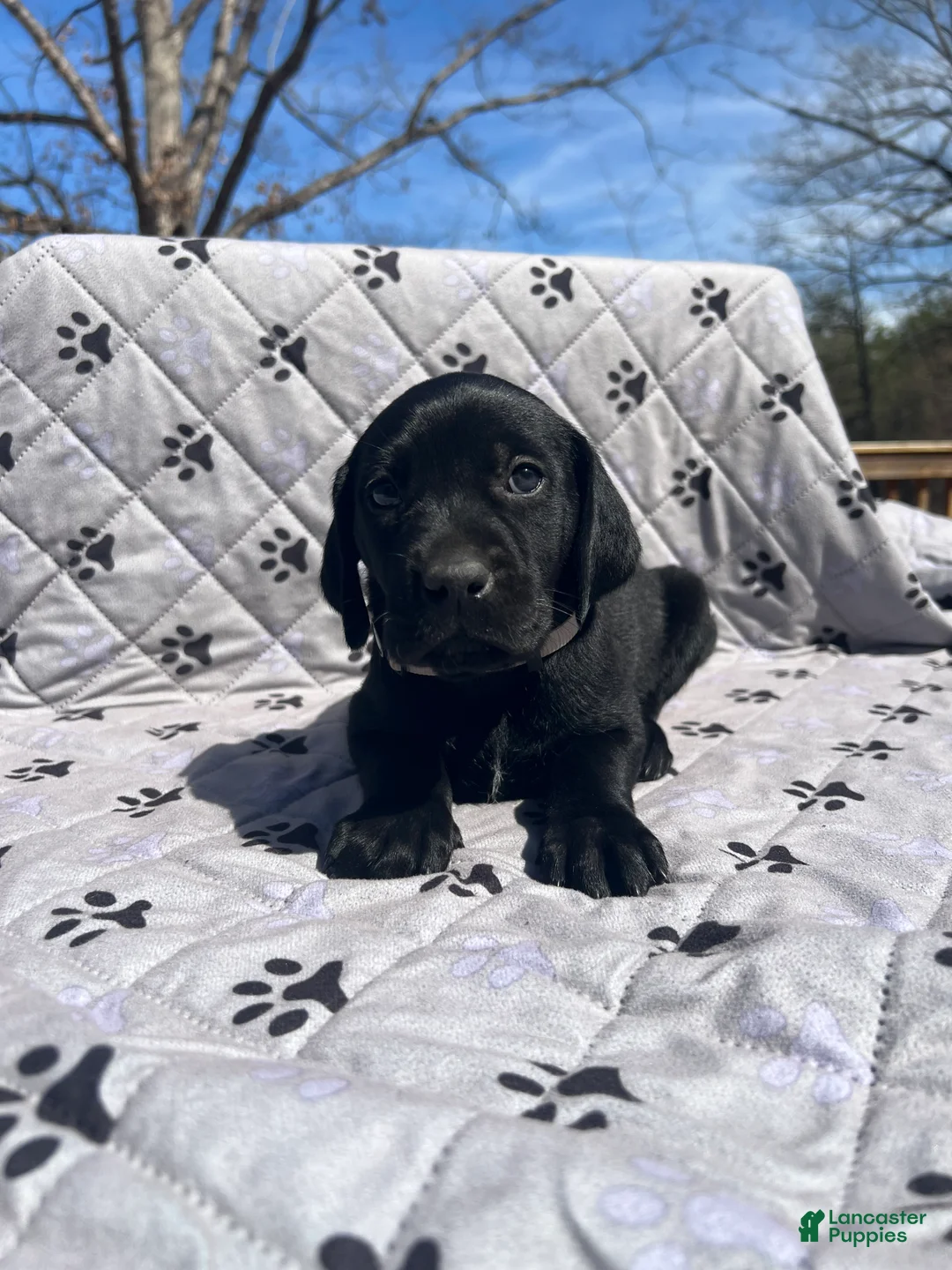 Mixed Breed dogs for sale: Mixed Breed Puppy 6 - Ad 2