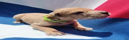 Great Dane dogs for sale: Great Dane - Lime Green - Fawn Merle (Scooby Doo) - Ad 5
