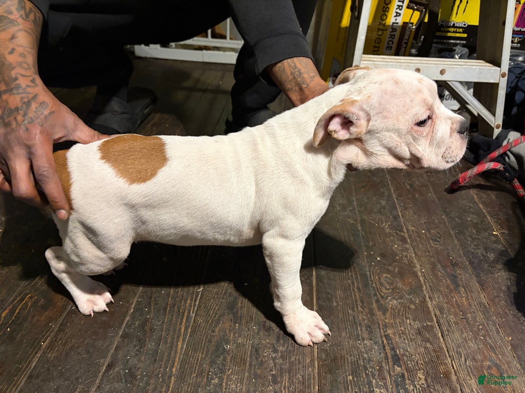 American Bully dogs for sale: American Bully Puppy 1 - Ad 3