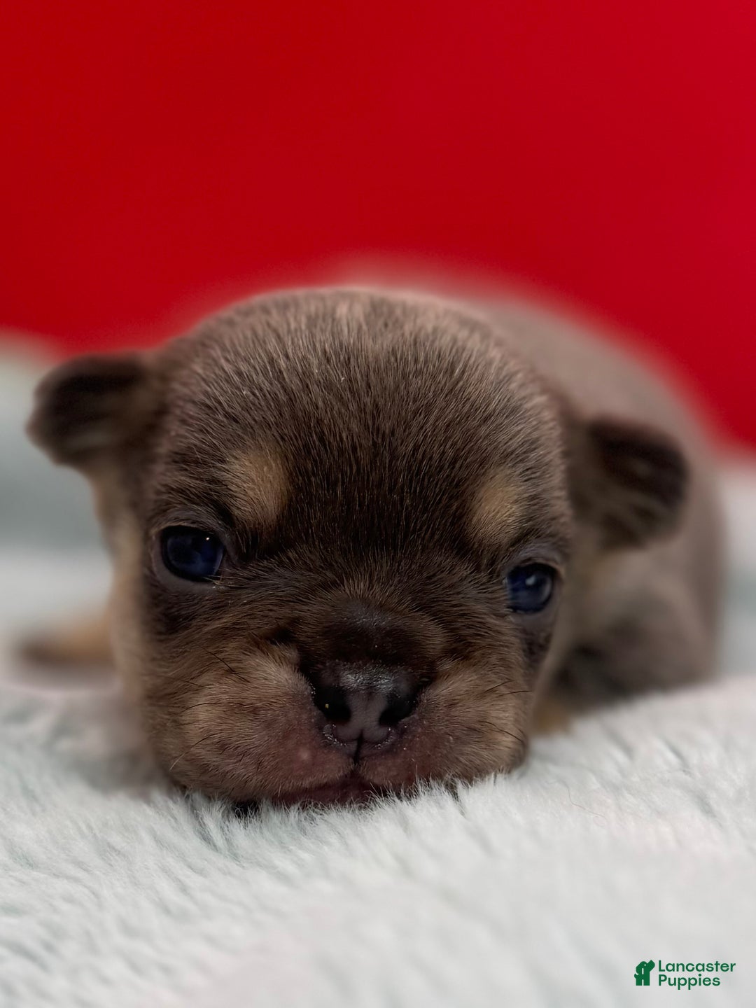 French Bulldog dogs for sale: French Bulldog Puppy 5 - Ad 3