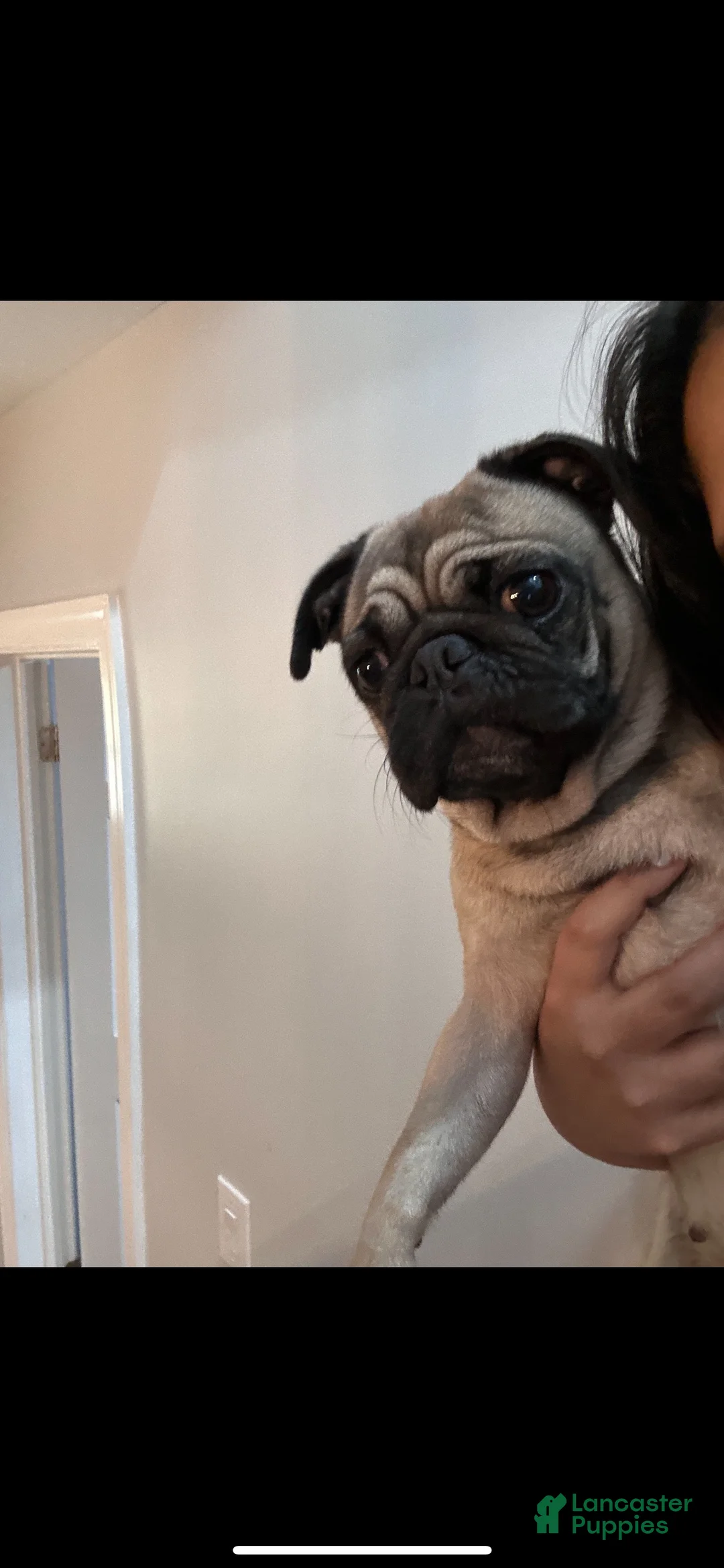 Pug dogs for sale: Pug Puppy 2 - Ad 2