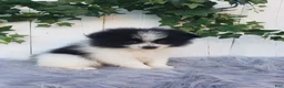 Pomeranian dogs for sale: Abby  - Ad 7