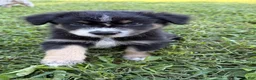 Australian Shepherd dogs for sale: Ranger - Male - Ad 3