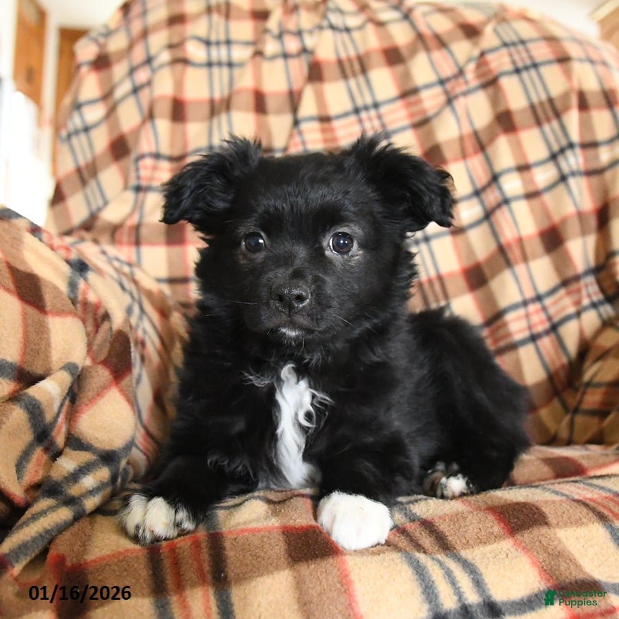 Miniature Australian Shepherd dogs Cocoa - Ad 2