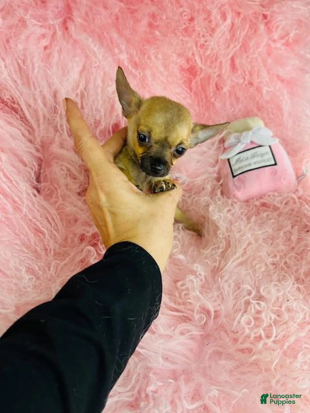 Chihuahua dogs for sale: Chihuahua 1 - Ad 1