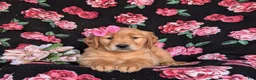 Golden Retriever dogs for sale: Lydia - Ad 7