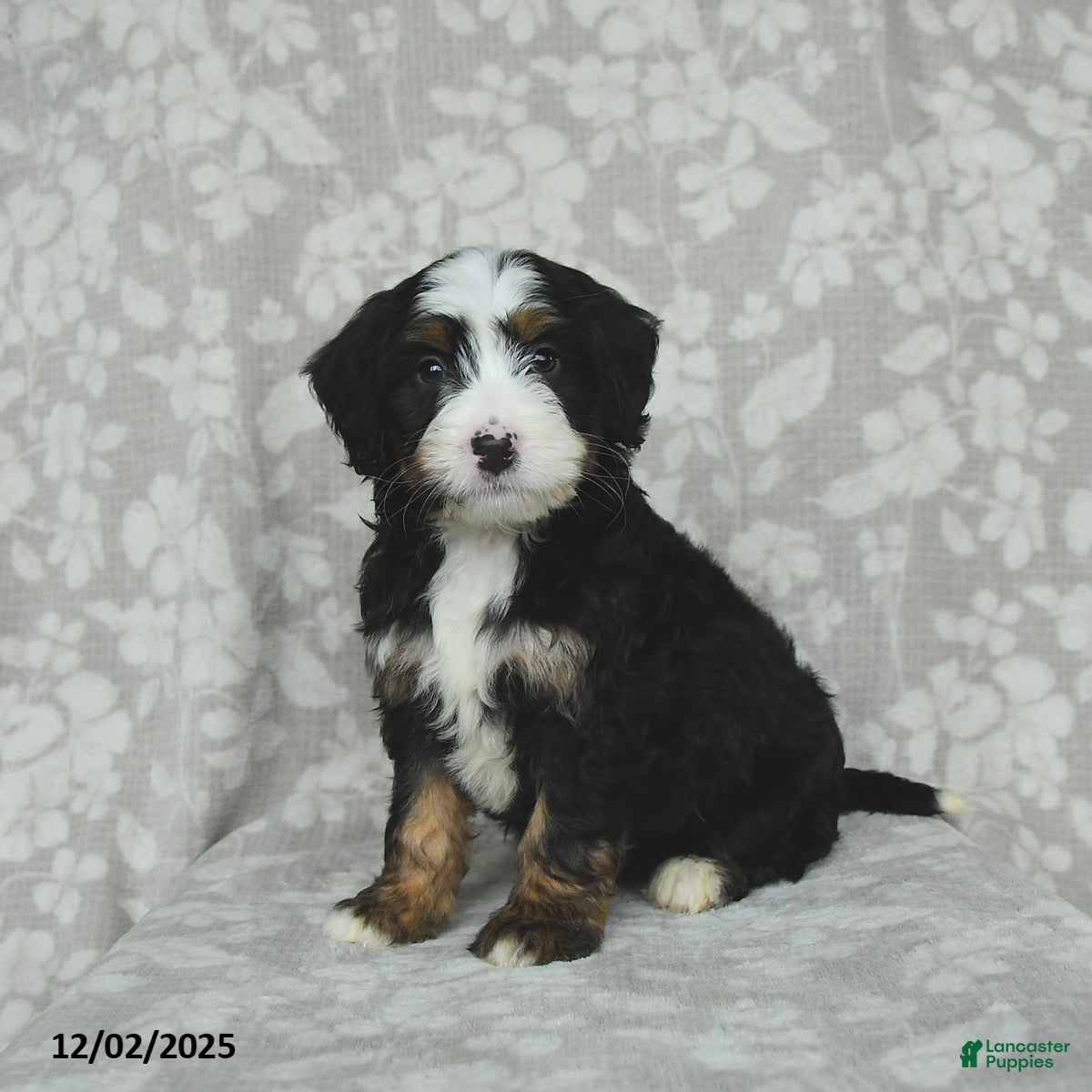 Mini Bernedoodle dogs Toby - Ad 19