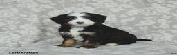 Mini Bernedoodle dogs for sale: Toby - Ad 1