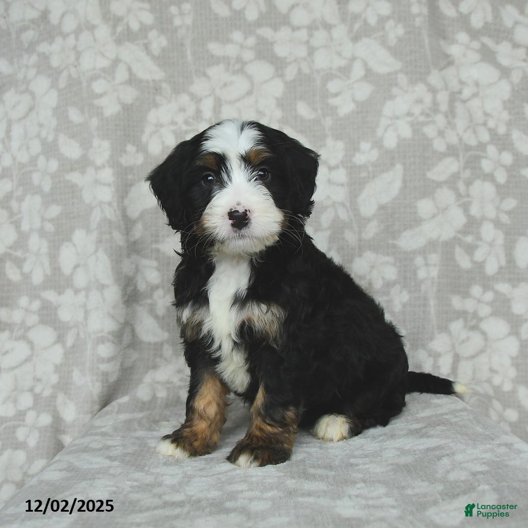 Mini Bernedoodle dogs for sale: Toby - Ad 1