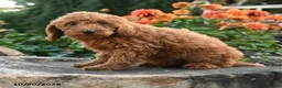 Mini Goldendoodle dogs for sale: Lydia - Ad 4