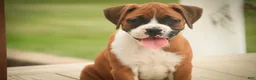 Boxer dogs for sale: Lily - Ad 8