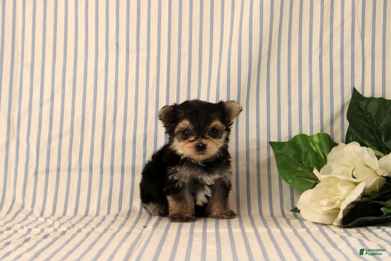 Morkie dogs Bryson - Ad 1