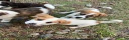 Mixed Breed dogs for sale: Mixed Breed puppy #3 - Ad 2