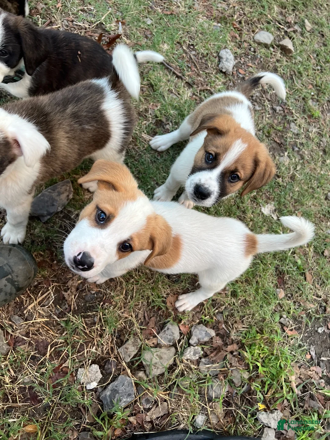 Mixed Breed dogs for sale: Mixed Breed puppy #3 - Ad 2
