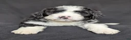 Bernedoodle dogs for sale: Cali - Ad 24