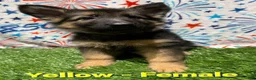 German Shepherd dogs for sale: Yellow - Ad 3