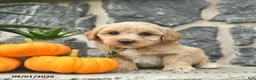 Maltipoo dogs for sale: Cedric  - Ad 1