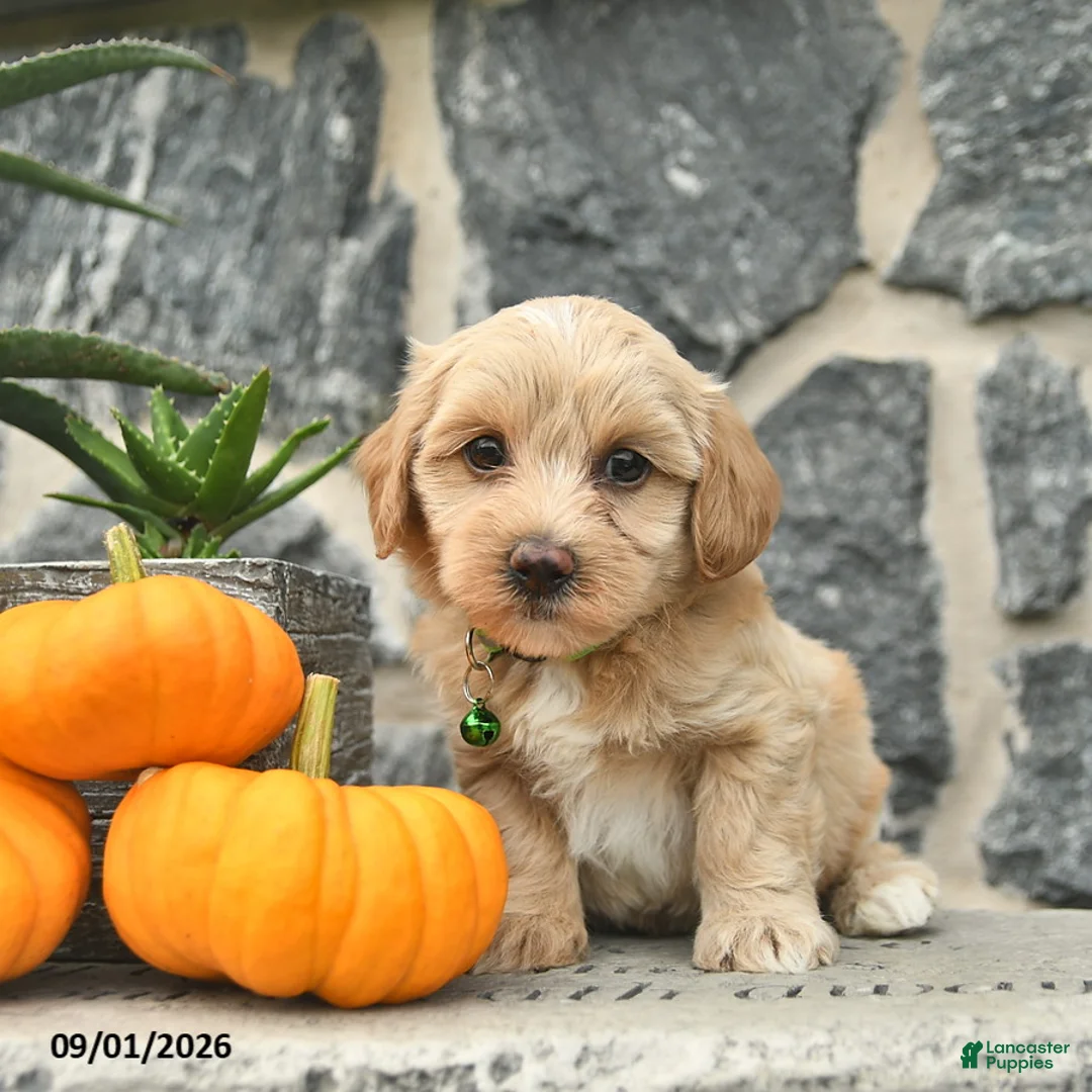 Maltipoo dogs for sale: Cedric  - Ad 1