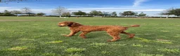 Standard Poodle dogs for sale: Max - Ad 9