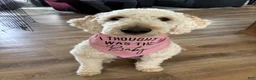 Goldendoodle dogs for sale: Goldendoodle 4 - Ad 3