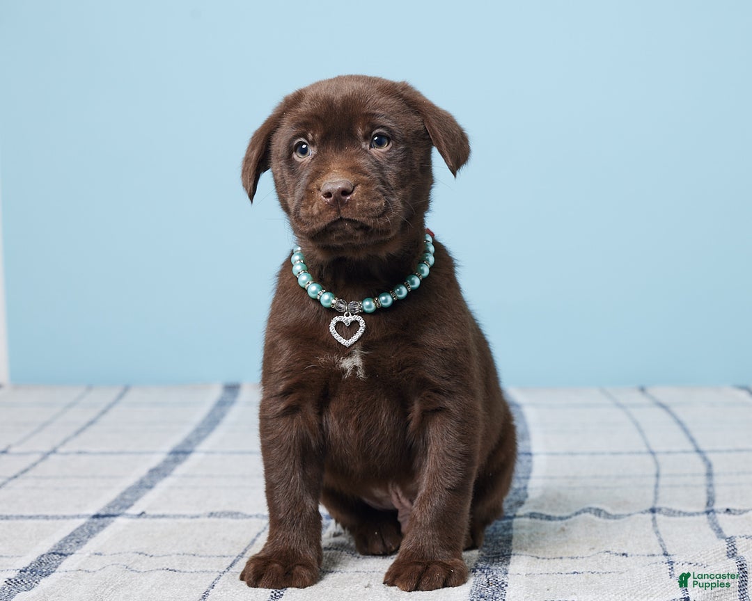 Labrador Retriever dogs for sale: Snoopy - Ad 1