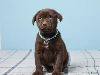 Labrador Retriever dogs Snoopy - Ad 41