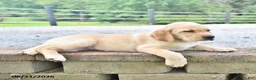 Labrador Retriever dogs for sale: Rolly - Ad 3