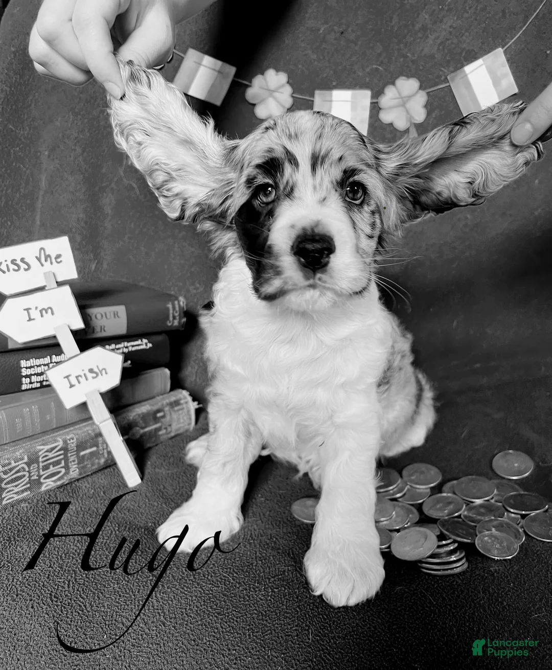 Cocker Spaniel dogs for sale: Hugo - Ad 1