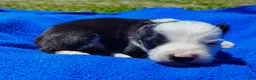 Border Collie dogs for sale: Skipper  - Ad 22