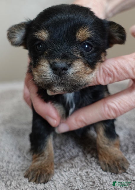 Yorkshire Terrier dogs Blossom - Ad 7