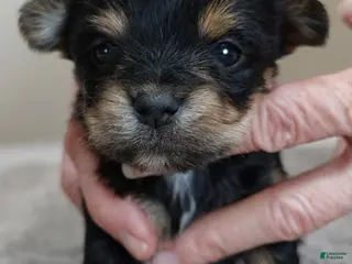 Yorkshire Terrier dogs Blossom - Ad 7