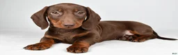 Dachshund dogs for sale: Ronnie - Ad 5