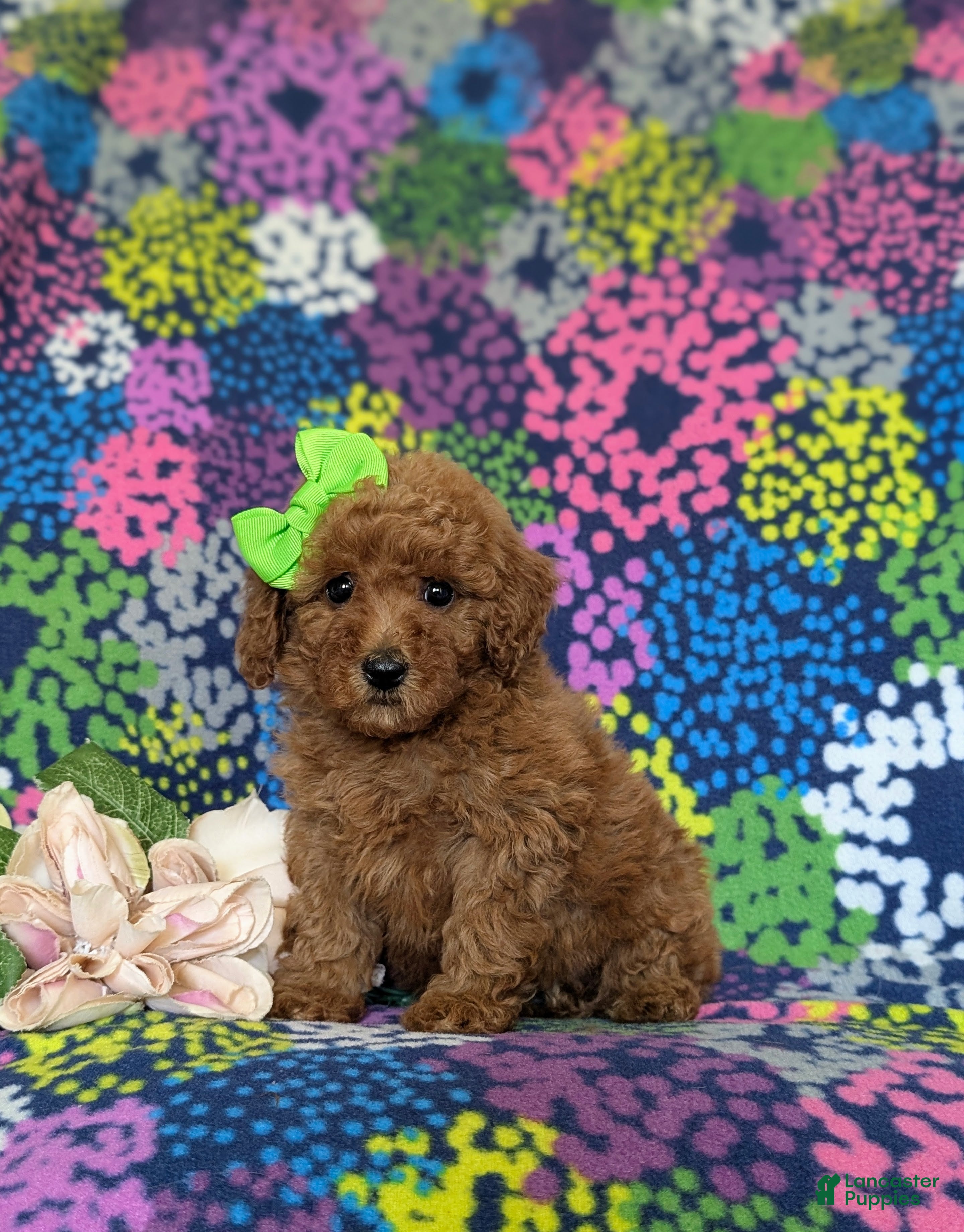 Miniature Poodle dogs Tarynn - Ad 2
