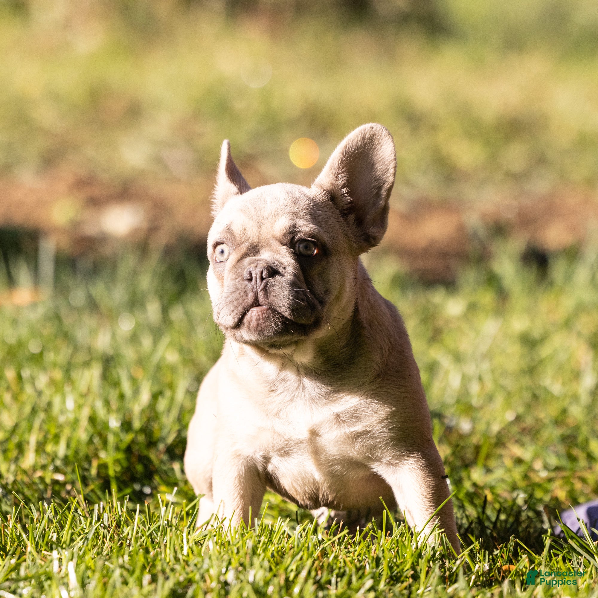French Bulldog dogs MJ - Ad 2