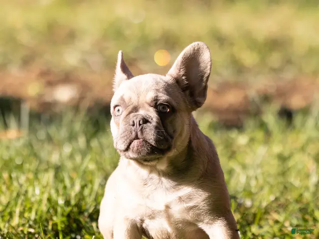 French Bulldog dogs MJ - Ad 2