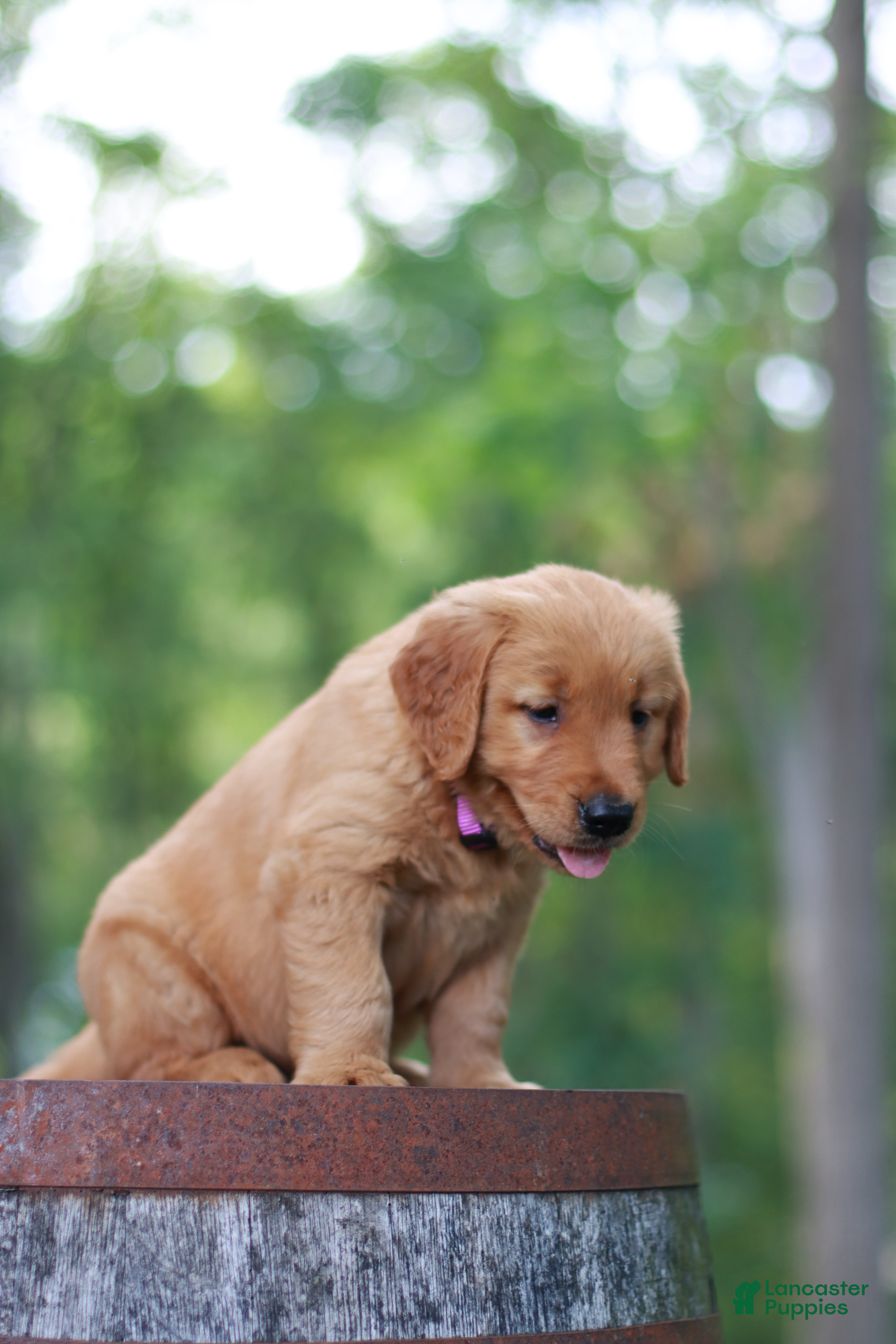 Golden Retriever dogs Blossom - Ad 2