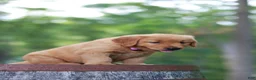 Golden Retriever dogs for sale: Bentley - Ad 2