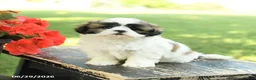 Shih Tzu dogs for sale: Lucky - Ad 3