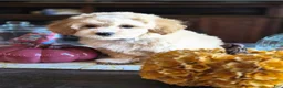Maltipoo dogs for sale: Benji - Ad 4