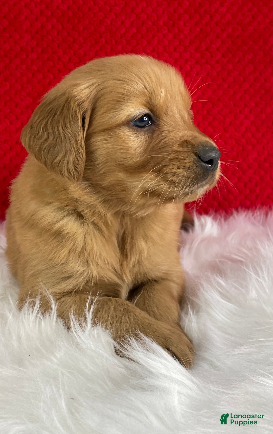 Golden Retriever dogs for sale: Nick - Ad 5