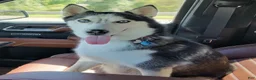 Siberian Husky dogs for sale: Annie Grace - Ad 5