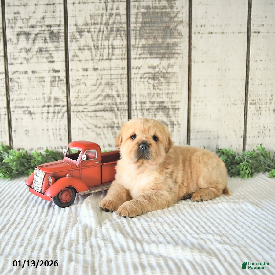 Mini Hippo dogs Delaney - Ad 5