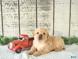 Mini Hippo dogs Delaney - Ad 6