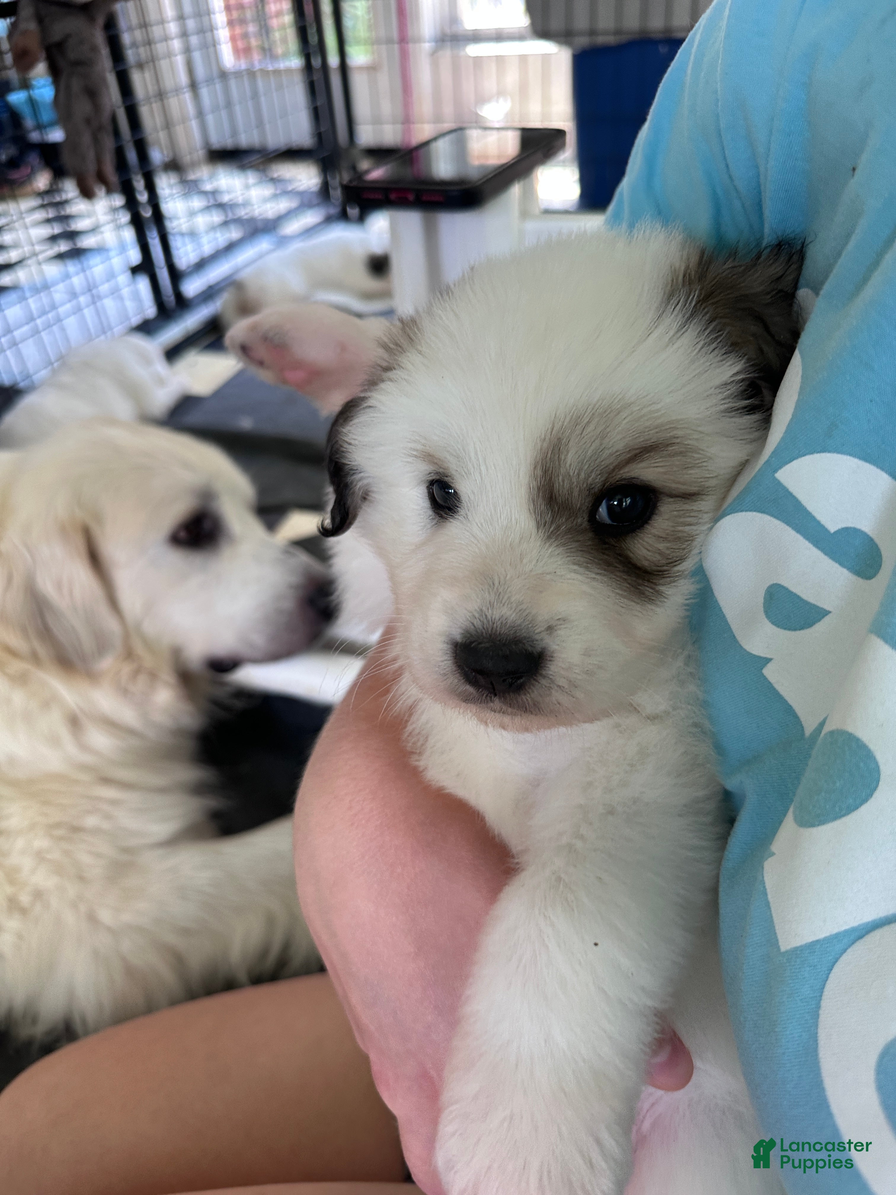Great Pyrenees dogs Black-Eyed Susan - Ad 2