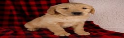 Golden Retriever dogs for sale: Tigger - Ad 1