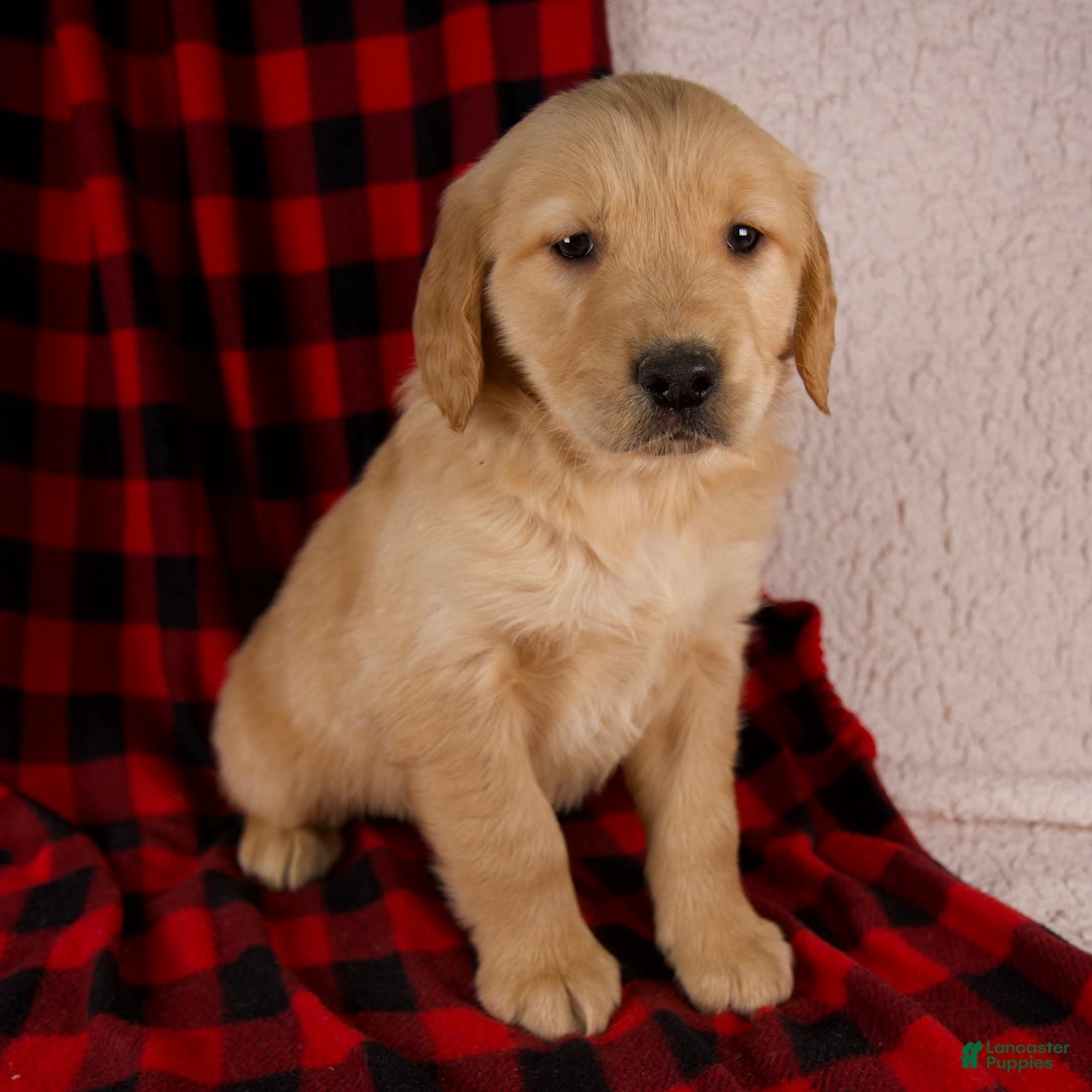 Golden Retriever dogs for sale: Tigger - Ad 1