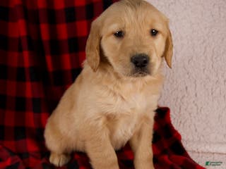 Golden Retriever dogs Tigger - Ad 2