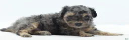 Toy Poodle dogs for sale: Gizmo  - Ad 3